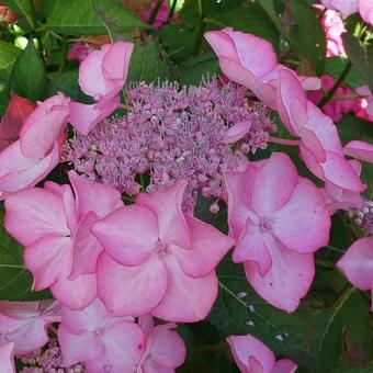 Hydrangea macrophylla 'Sabrina'