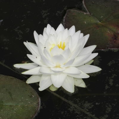 Waterlelie  - Nymphaea 'Gonnère'