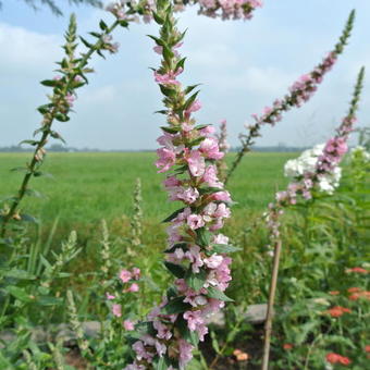 Lythrum salicaria 'Blush'