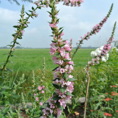 Kattenstaart - Lythrum salicaria 'Blush'