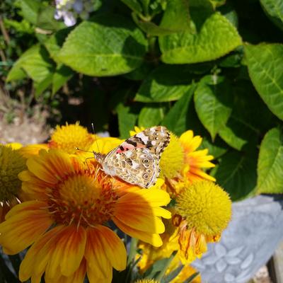 Kokardebloem - Gaillardia aristata 'Arizona Apricot'