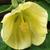 Abutilon