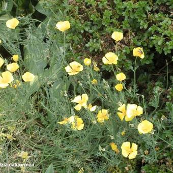 Eschscholzia californica