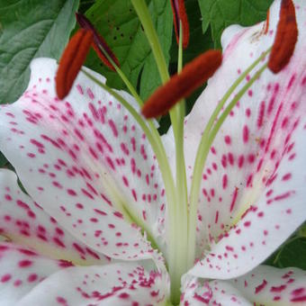 Lilium oriental 'Extravaganza'