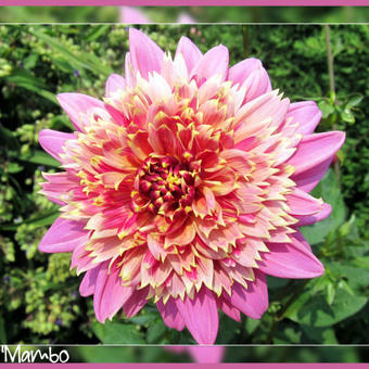 Dahlia 'Mambo'