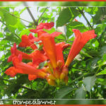 Campsis radicans - Trompetklimmer