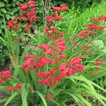 Crocosmia 'Hellfire'