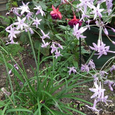 Moeraslook, kaapse knoflook, Knobi Flirt - Tulbaghia violacea