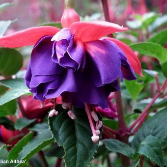 Fuchsia 'Gillian Althea'