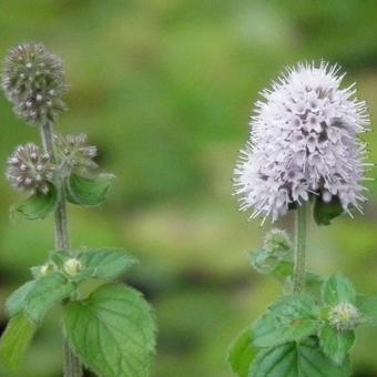 Mentha aquatica