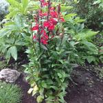 Lobelia x speciosa 'STARSHIP Scarlet' - Lobelia