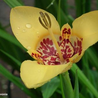 Tigridia pavonia