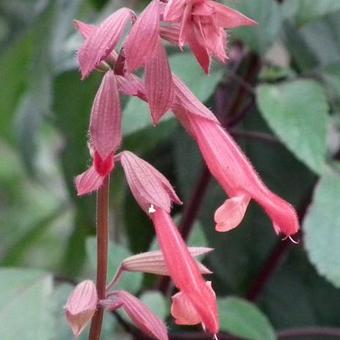 Salvia fulgens