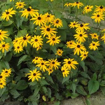 Rudbeckia fulgida var. sullivantii 'Goldsturm'