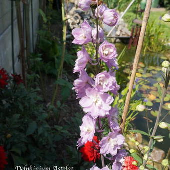 Delphinium 'Astolat'