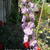 Delphinium 'Astolat'