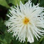 Dahlia 'Playa Blanca' - Dahlia