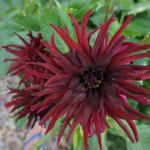 Dahlia 'Black Touch' - Dahlia