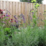 Lavandula angustifolia 'Elizabeth' - Lavendel