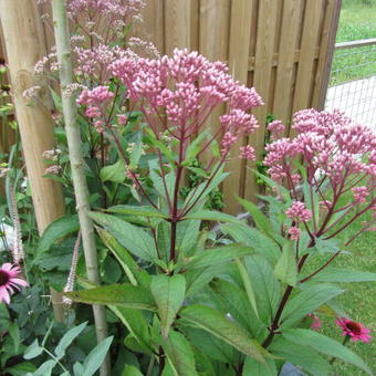 Eupatorium dubium 'Baby Joe'