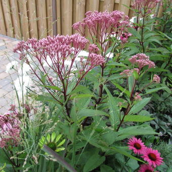 Eupatorium dubium 'Baby Joe'