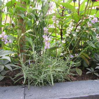 Lavandula angustifolia 'Little Lottie'