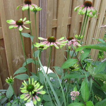 Echinacea purpurea 'Green Envy'