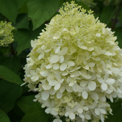 Hydrangea paniculata 'Grandiflora' - Pluimhortensia / Schapenkoppen