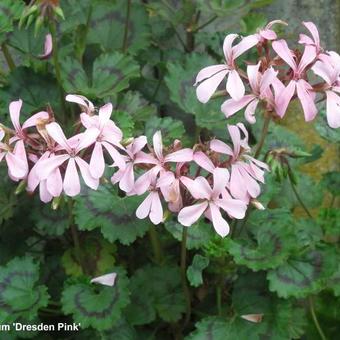 Pelargonium 'Dresden Pink'