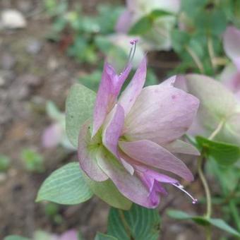 Origanum rotundifolia 'Kent Beauty'