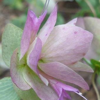 Origanum rotundifolia 'Kent Beauty'