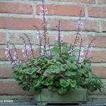 Plectranthus ernstii - Plectranthus