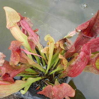 Sarracenia Maroon