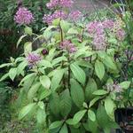 Fuchsia paniculata - Pluimfuchsia