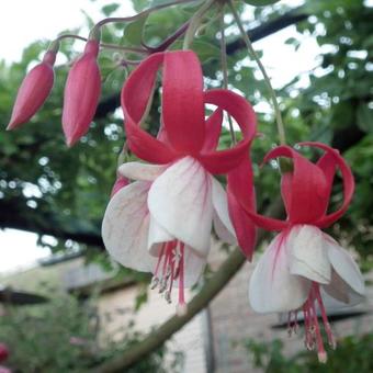 Fuchsia 'Wilson's Pearls'