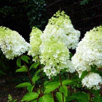 Hydrangea paniculata 'MAGICAL Moonlight'