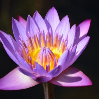 Nymphaea tropical 'Blue Variegata'