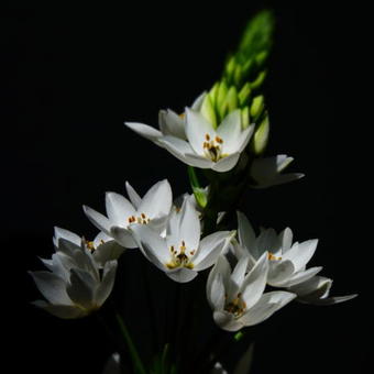 Ornithogalum thyrsoides