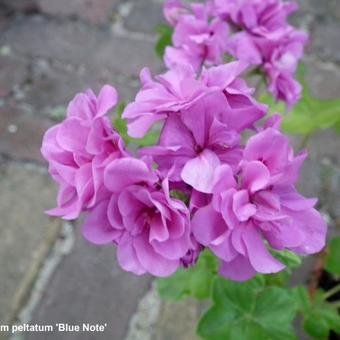 Pelargonium peltatum 'Blue Note'