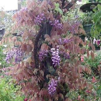 Wisteria sinensis 'Amethyst'