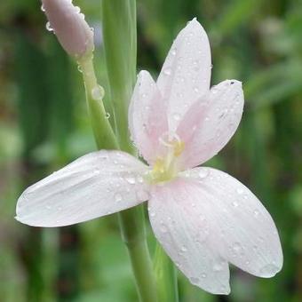 Hesperantha coccinea 'Pink Princess'