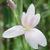 Hesperantha coccinea 'Pink Princess'