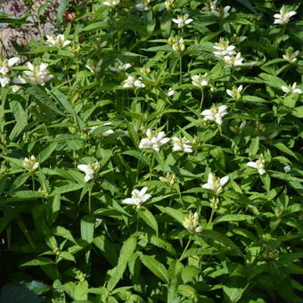 Chelone obliqua 'Alba'