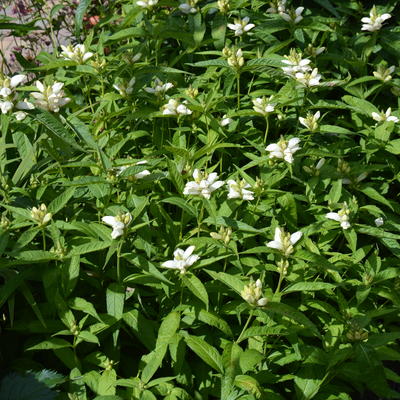 Schildpadbloem - Chelone obliqua 'Alba'