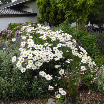 Leucanthemum x superbum 'Becky'