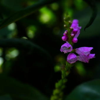 Physostegia virginiana 'Bouquet Rose'