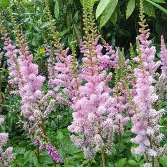 Astilbe chinensis