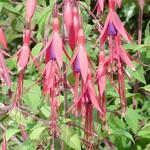 Fuchsia regia subsp. regia - Bellenplant - Fuchsia regia subsp. regia