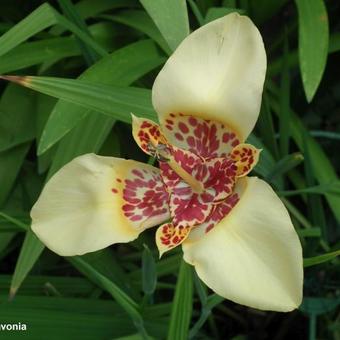 Tigridia pavonia