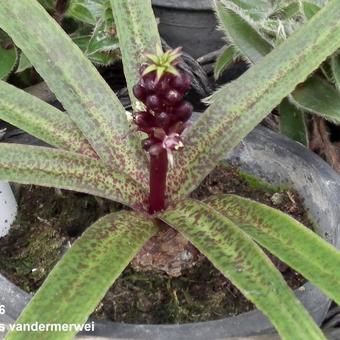 Eucomis vandermerwei